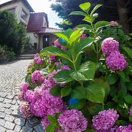 Villa Jasmin Zielona Góra Extérieur photo